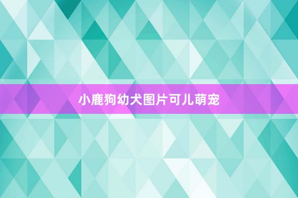小鹿狗幼犬图片可儿萌宠